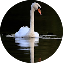 Miranda Church Miranda Church